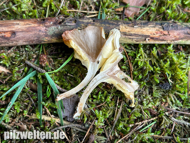Gestreifter Nabeling, Gelbblättriger Nabeling, Gerronema strombodes