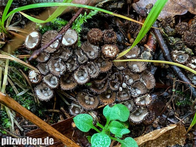 Gestreifter Teuerling, Cyathus striatus