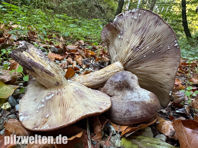 Gezonter Violettmilchling, Lactarius violascens
