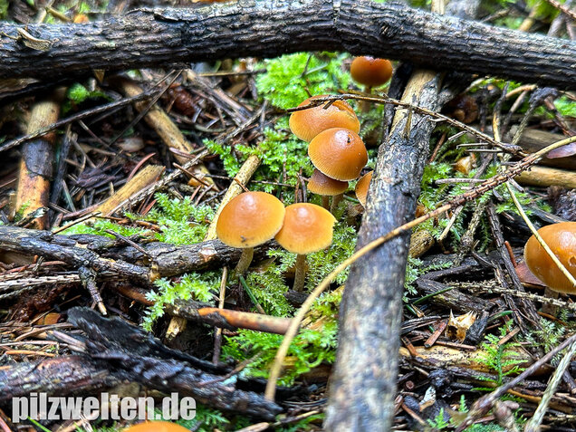 Gifthäubling, Nadelholzgifthäubling, Galerina marginata