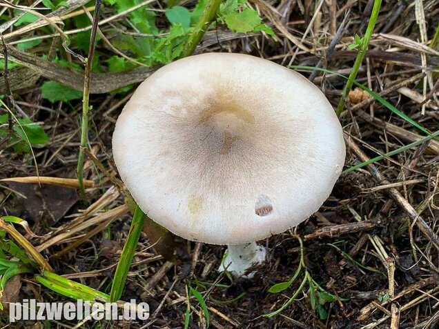 Großer Scheidling, Volvopluteus gloiocephalus