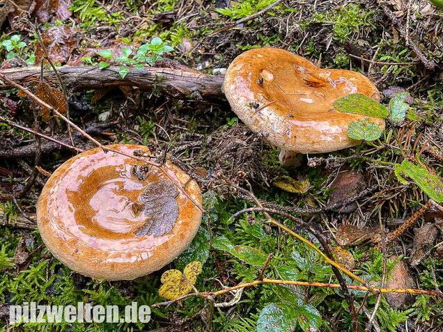 Kahler Krempling, Paxillus involutus