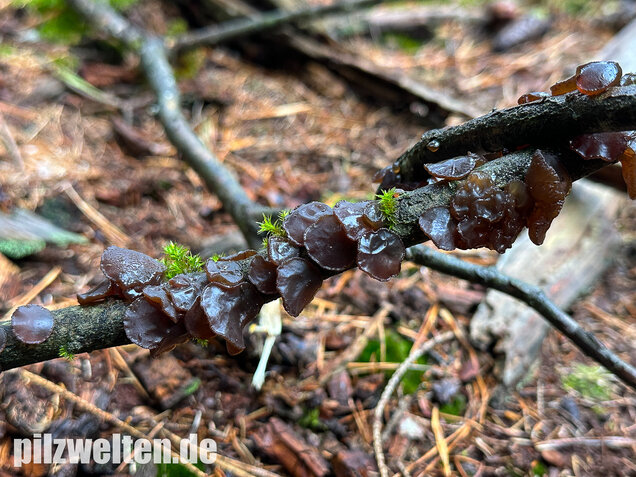Kreisel-Drüsling, Exidia recisa