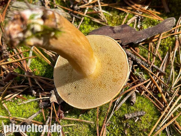 Kuhröhrling, Suillus bovinus