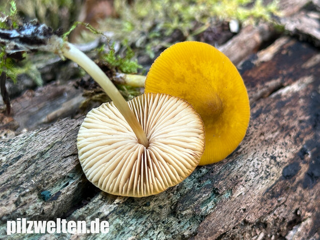 Löwengelber Dachpilz, Pluteus leoninus