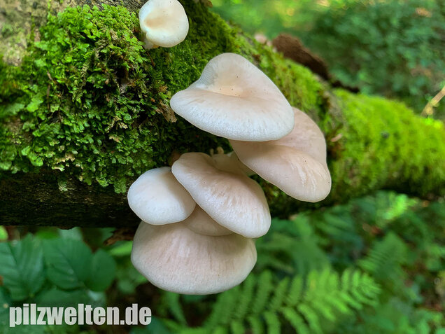 Lungenseitling, Pleurotus pulmonarius