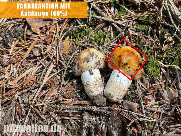 Mandeltäubling, Russula grata