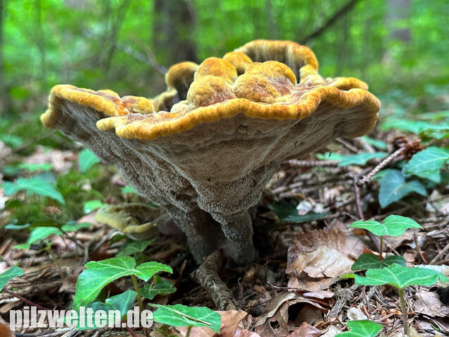 Nadelholzbraunporling, Phaeolus schweinitzii