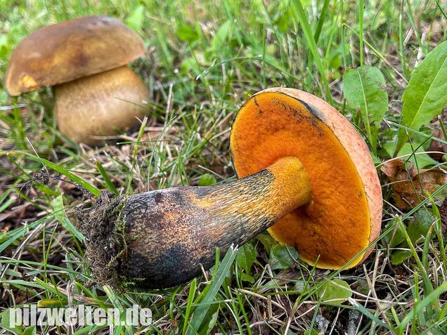Netzstieliger Hexenröhrling, Suillellus luridus