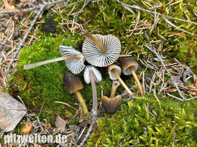 Grünschneidiger Helmling, Mycena viridimarginata
