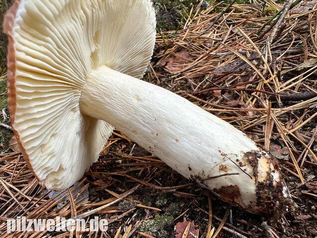 Orangeroter Graustieltäubling, Orangeroter Moor-Täubling, Russula decolorans