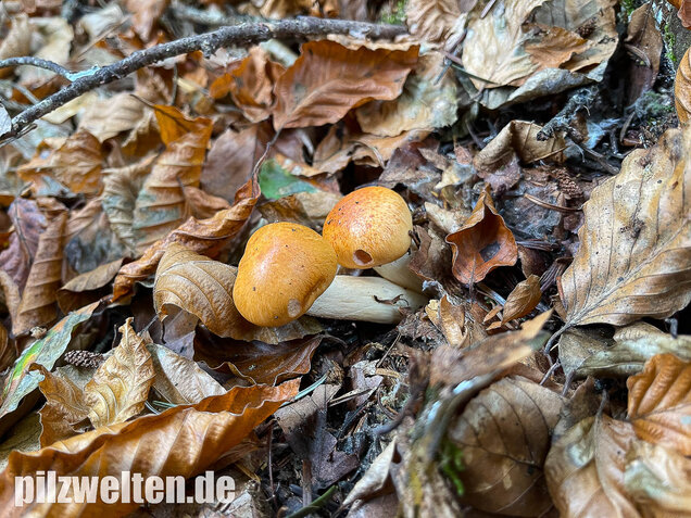 Orangeschneckling, Terpentinschneckling, Hygrophorus pudorinus