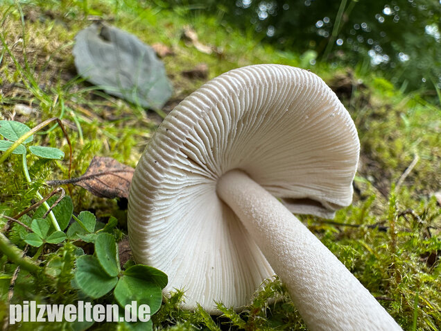 Pappelstreifling, Amanita simulans Contu