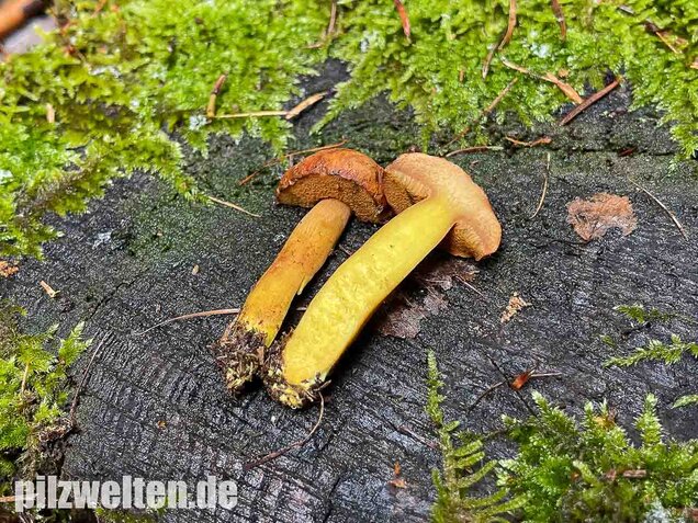 Pfefferröhrling, Chalciporus piperatus