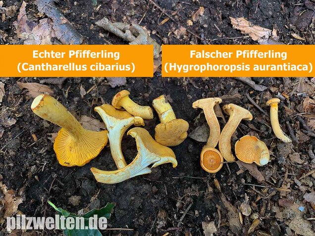 Echter Pfifferling, Cantharellus cibarius