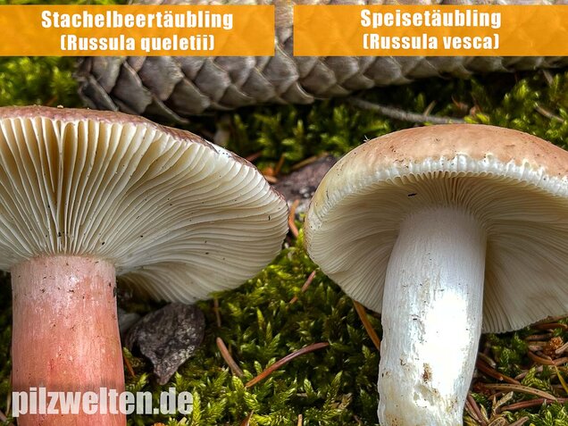 Speisetäubling, Russula vesca