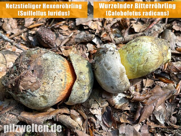 Wurzelnder Bitterröhrling, Caloboletus radicans