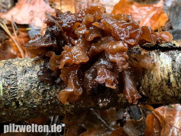 Rotbrauner Zitterling, Tremella foliacea
