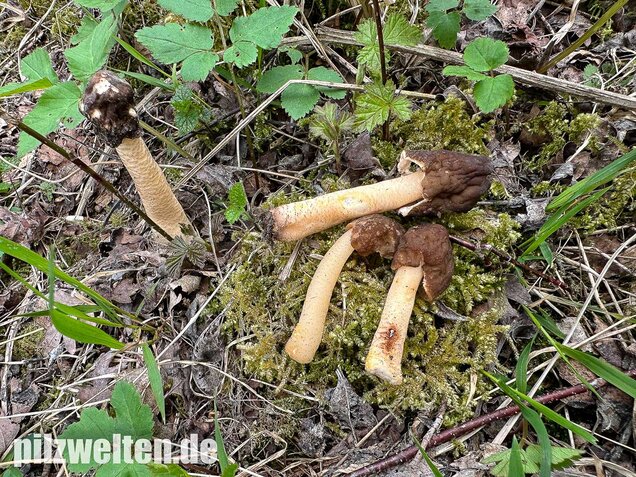 Runzelige Fingerhutverpel, Verpa digitaliformis