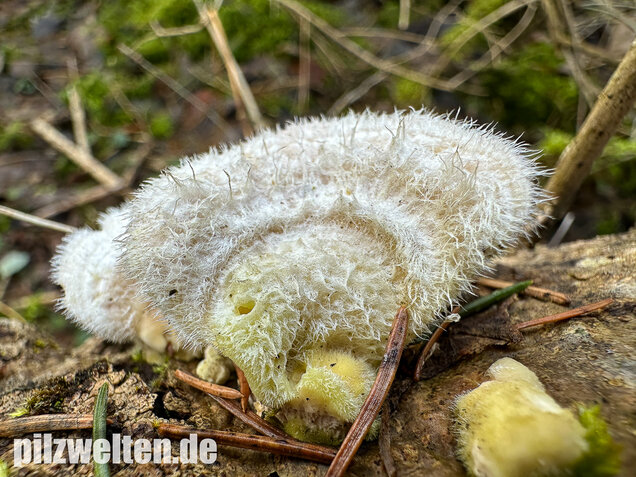 Samtige Tramete, Trametes pubescens