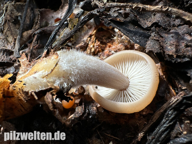 Striegeliger Rübling, Stinkender Frühlingsrübling, Gymnopus hariolorum