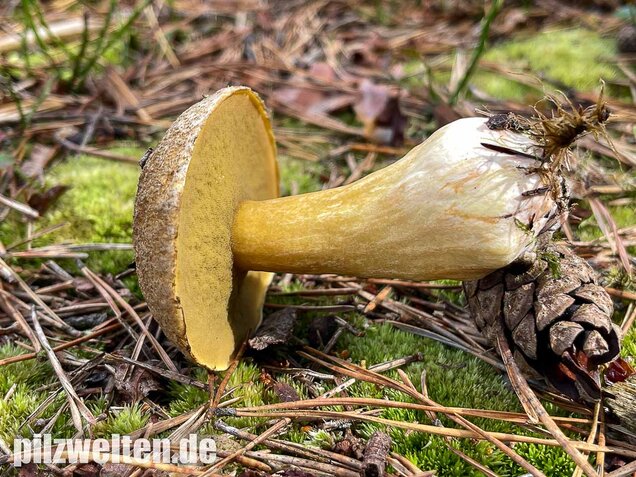 Sandröhrling, Suillus variegatus