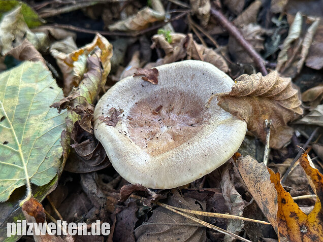 Scharfer Haselmilchling, Brennreizker, Lactarius pyrogalus