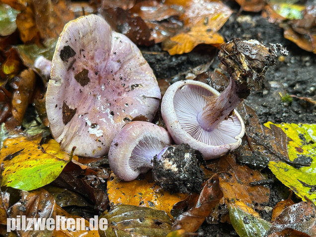 Violetter Klumpfuß, Calonarius sodagnitus