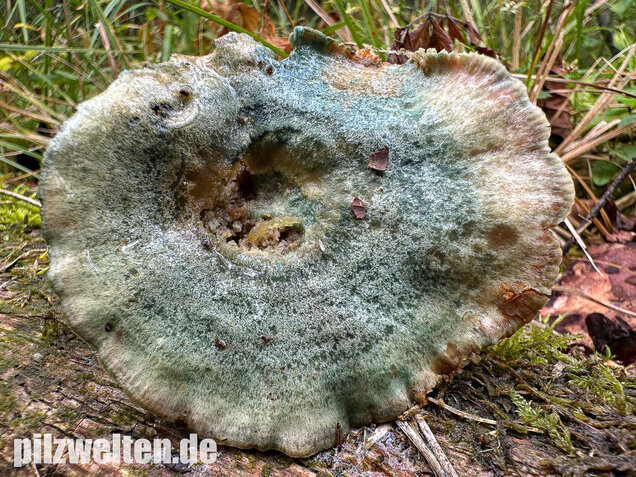 Wechselblauer Edelreizker, Lactarius quieticolor