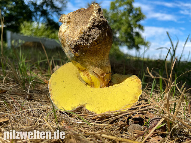 Wurzelnder Bitterröhrling, Caloboletus radicans