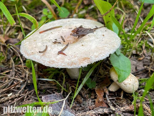 Blasser Birkenmilchling, Lactarius pubescens