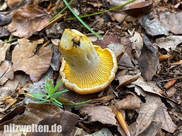 Blasser Pfifferling, Cantharellus pallens