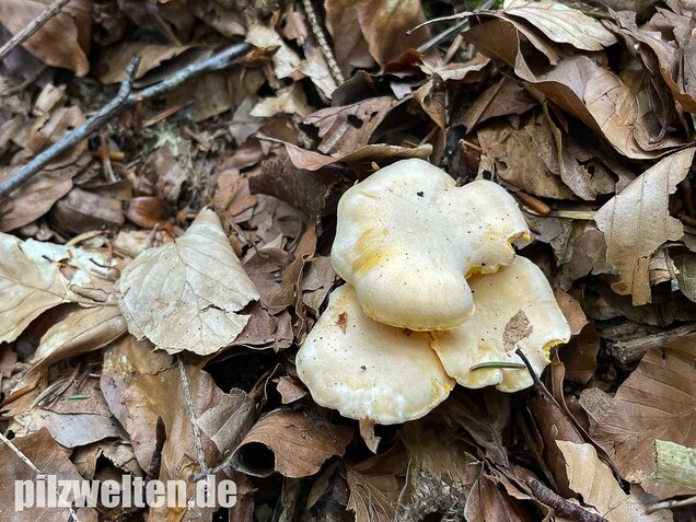 Blasser Pfifferling, Cantharellus pallens