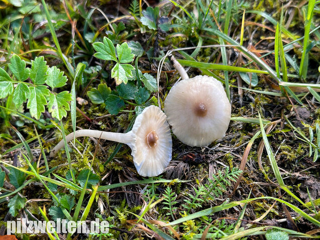 Dunkelscheibiger Ellerling, Hygrocybe virginea var. fuscescens