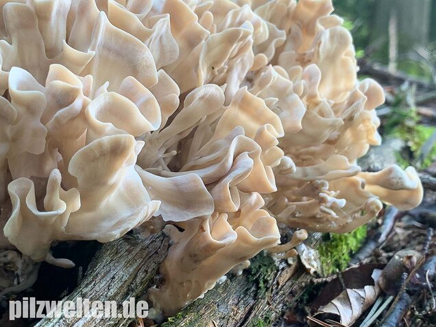 Breitblättrige Glucke, Sparassis brevipes