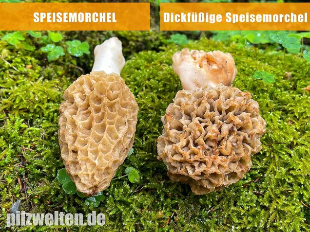 Dickfüßige Speisemorchel, Morchella crassipes