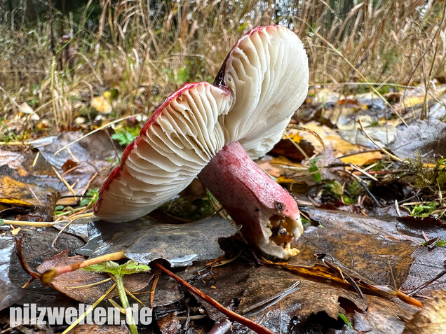 Dunkelroter Stachelbeertäubling, Russula fuscorubroides