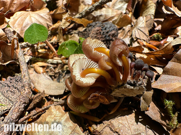 Gelbstieliger Nitrathelmling, Gelbfüßiger Nitrosehelmling, Mycena renati