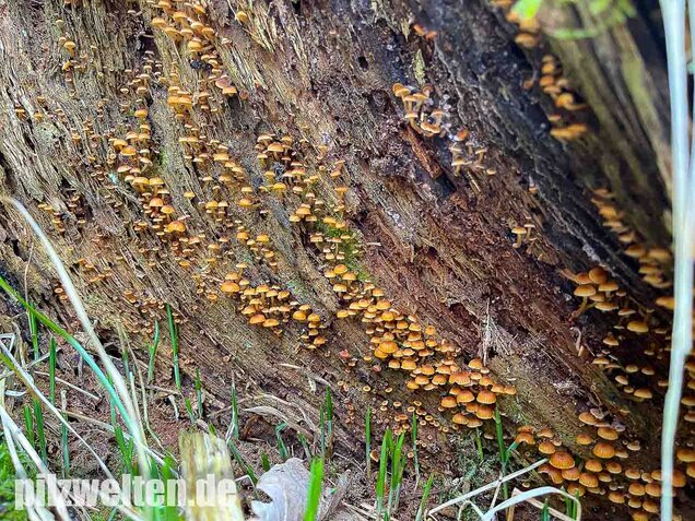 Geselliger Glöckchennabeling, Xeromphalina campanella