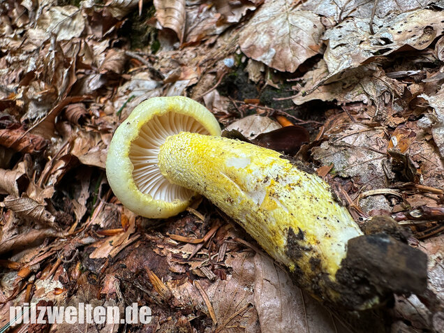 Goldzahn-Schneckling, Hygrophorus chrysodon