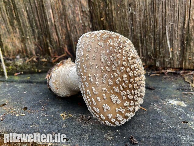 Grauer Wulstling, Amanita excelsa