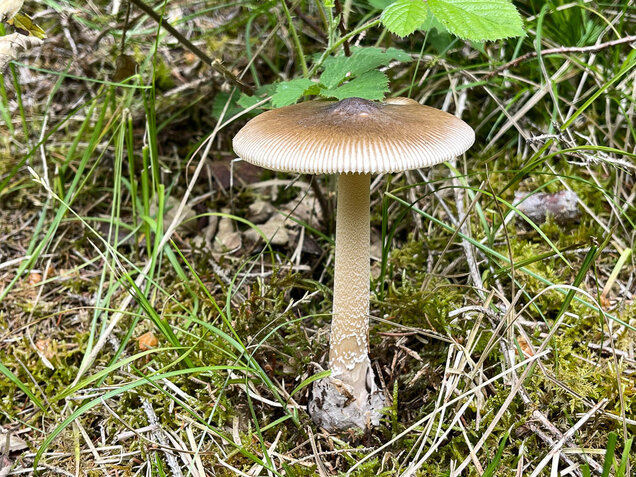 Grauhäutiger Scheidenstreifling, Amanita submembranacea