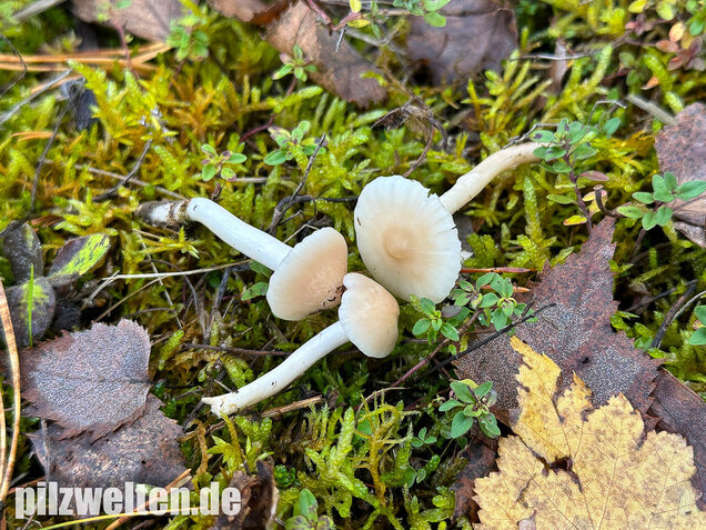 Jungfernellerling, Glasigweißer Ellerling, Cuphophyllus virgineus
