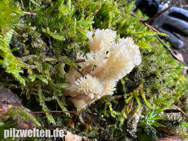 Kammkoralle, Kammförmiger Keulenpilz, Clavulina coralloides