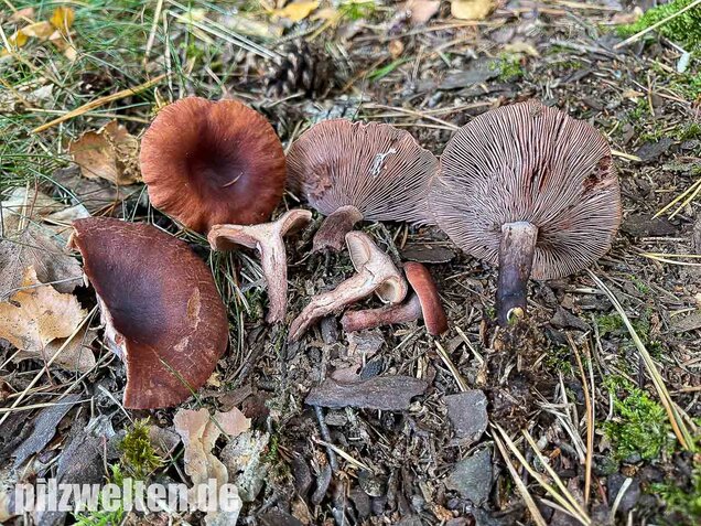 Kampfermilchling, Lactarius camphoratus