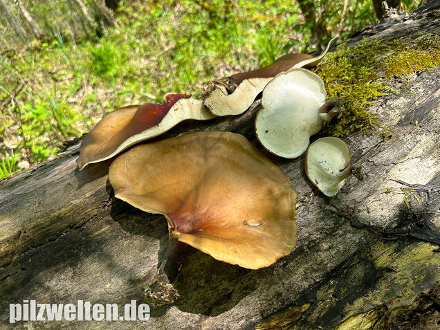 Kastanienbrauner Stielporling, Süßriechender Porling, Picipes badius