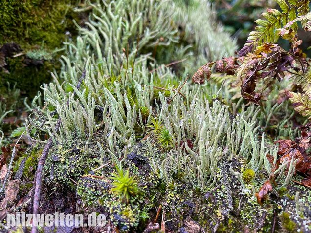 Keulenflechte, Cladonia coniocraea