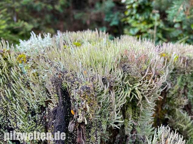 Keulenflechte, Cladonia coniocraea