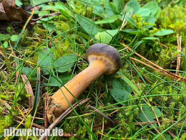 Kupferroter Gelbfuß, Chroogomphus rutilus
