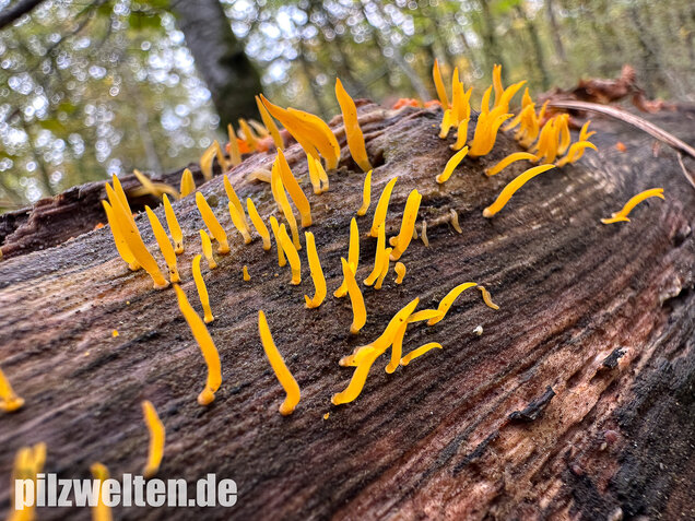 Laubholzhörnling, Calocera cornea